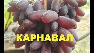 На винограднике: Карнавал