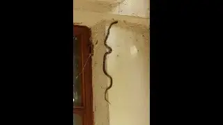 3rd one 🙄 snake climbing on wall