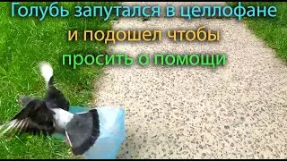 Как Я с Натахой спасли голубя от меленой и верной смерти