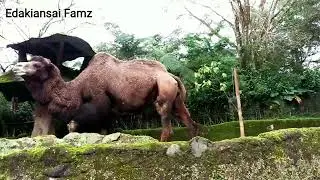 Taman Safari Indah Puncak Bogor
