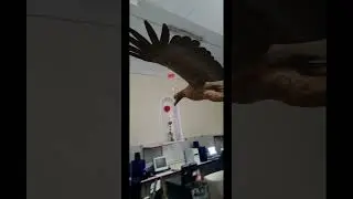 Aguila volando en el aula