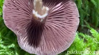 Schwarzgezähnelter Rettich-Helmling - Mycena pelianthina