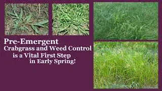 The Most Important Thing You can Do to Get Rid of a Lawn Full of Weeds!