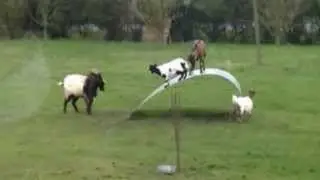 Goat Funny Video