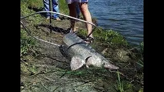 Вот это рыбалка!!! Белуга 26 кг!!!