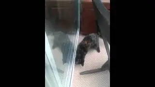 Cat Attacks Squeaking Door