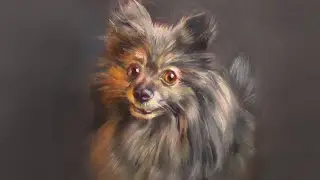 Live Session - Pet portrait / Ariel