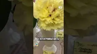 Супер гигант из Пионов 