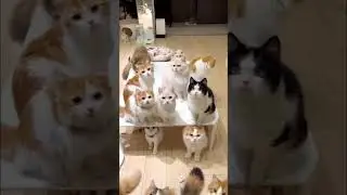 Today we clean together 🤪🐱❤️ #couplelife