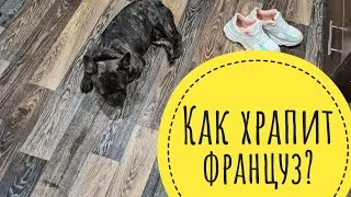Как храпит французский бульдог