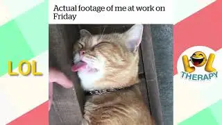 Laughter Challenge Funny Animal Sleeping Fails Compilation!!!