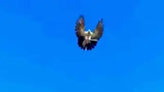 Николаевские голуби.Молодых  не было около 2 часов.