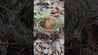 Musical EGG #vfx #shorts