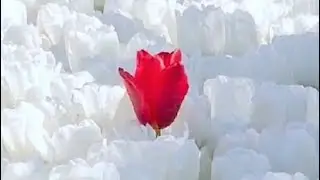💖Роберт Катчиев 