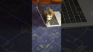 Work from home job atrocities 😂 #vadivelu #gowndamani #sendhil #funnyvideos #funnyanimals #funnydogs