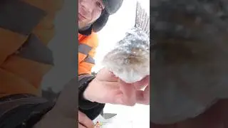 Парню конкретно повезло на зимней рыбалке 😱👍 