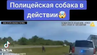 Полицейская собака в действии🤯 #происшествие #происшествия #происшествиевдороге #собака #собаки