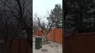 кронирование