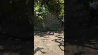 DANCE OF THE PEACOCKS! A Mesmerizing Display of Color and Grace