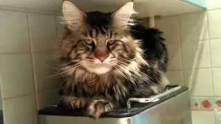 Хлебопечковые войны мейн куна. Maine coon Damur & Bread Maker's wars