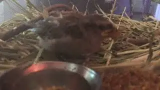 Fledgling sparrow takes its first drink