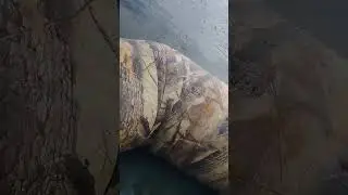 Скажите как его зовут.