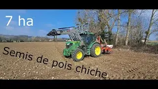Semis de pois chiche