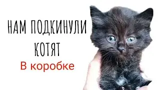 Нам подкинули котят в коробке