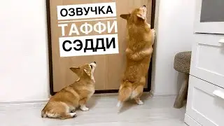 ТАФФИ учит СЭДДИ КАК нужно...ОЗВУЧКА