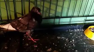 Не скупитесь пожалуйста на лайки.Голубчик поправился!