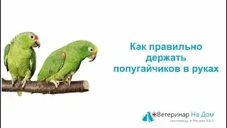 Как правильно держать попугайчиков в руках