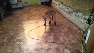 Мотя в сапогах
