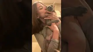 Ты Тэфи😇? Очень скучает одна дома #shortsvideo #sphynx #cat #hairlesscat #cute #funny #meow