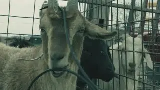 DIRECTV COMMERCIAL- "TALKING GOATS"