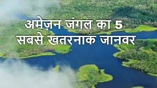 अमेज़न जंगल का 5 सबसे खतरनाक जानवर