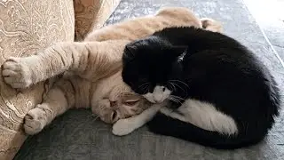 Cat Uses Other Cat As A Pillow