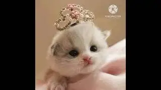 мальчик в джинсовой куртке || Алёна Швец || котики || #котики #аленашвец #котята #милыекотята #мило