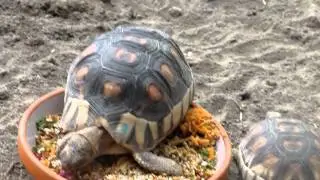 turtles