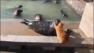 Don't disrespect the Boss