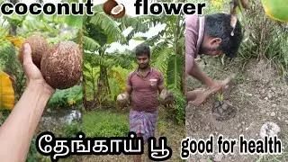 நீங்க தேங்காய் பூ 🥥 சாப்பிட்டு இருக்கீங்களா 😋#shorts #like #trending #volg #viral #tamil