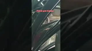 🪴 Даёшь, большой горшок для Кливии - цветение обеспечено! #цветыпочтой #рекомендации