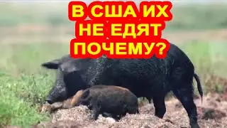 Тайна американских диких кабанов: почему их не едят?