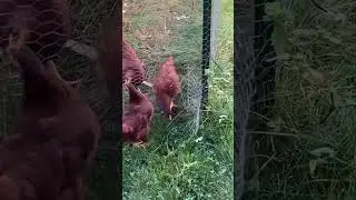 Making a hole for the hens