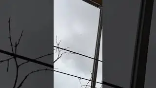 Сизый чубатый самец с треском начинается
