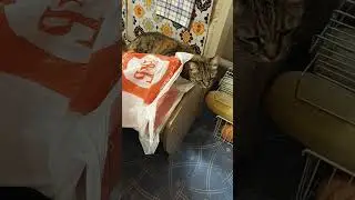 Любопытная Катя)))#кисы #зверьёмоё #любопытство