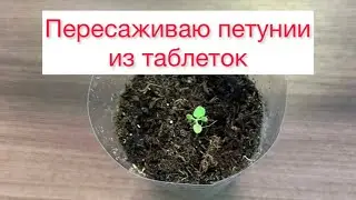 Пересаживаю петунии из таблеток🌱
