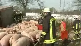 ДТП с участием свиней в Германии