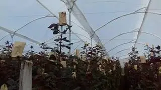 Маленький обзор плантации роз в Эквадоре.