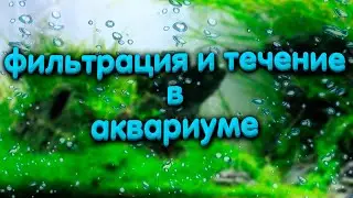 Фильтрация и течение в аквариуме. Мощность аквариумного фильтра.