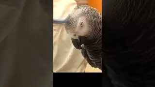 ✅ БОЛДЕЕТ ОТ МАССАЖА 🥰 ЖАКО ПЕТРУНЯ 🐦FUNNY PARROT ZHAKO PETRUNYA 🔥 (СУБТИТРЫ) #Short